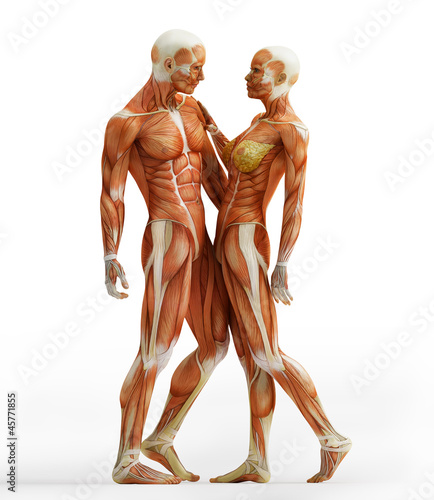 Fototapeta na wymiar anatomy couple