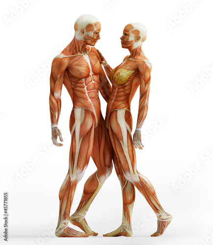 Tapeta ścienna na wymiar anatomy couple