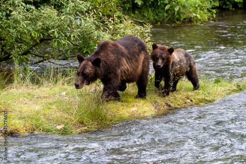Board z aluminiowym obramowaniem Niedźwiedź grizzly