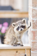 Juvenile ginger-haired raccoon leaning on wall