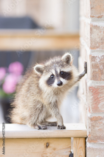 Fotografía Juvenile ginger-haired raccoon leaning on wall