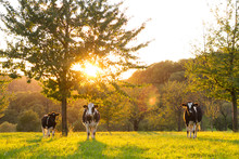 Cattle In Sunset On Field