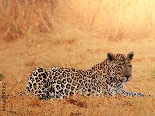 Foto-Fahne - Leopard (von Galyna Andrushko)