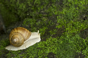 Snail on moss