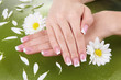 Woman hands with french manicure and flowers on green