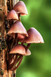 Mycena inclinata mushroom growing on a tree