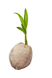 Fototapeta Tulipany - Sprout of coconut tree