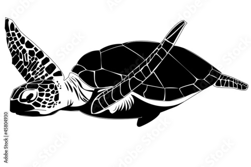 Tapeta ścienna Żółw morski hawksbill (eretmochelys imbricata)