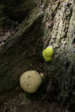 Common Earthball And Witch's Butter