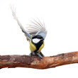 great tit bird, with elegant movement of the wings