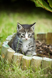Fototapeta  - Mały kotek