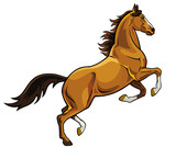 Fototapeta Konie - rearing brown horse