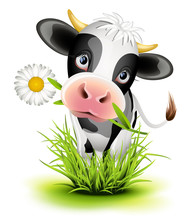Holstein Cow In Grass