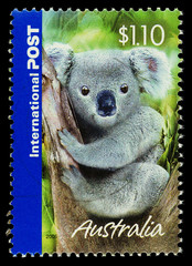 Wall Mural - Australian Used Postage Stamp showing a Koala Bear, circa 2005.