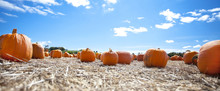 Pumpkins On Display In The Fall