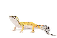 Leopard Gecko On White Background.