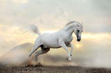 Fototapeta Konie - white arab stallion in dust
