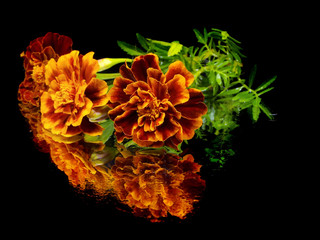 marigold flower