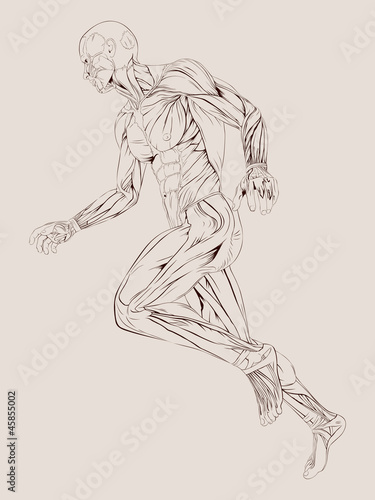 Fotomural Vector Illustration of Human Muscle Anatomy