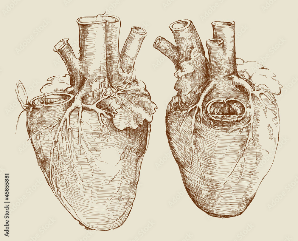 Obraz Heart Based On Drawing Of Leonardo Da Vinci Fototapeta Na Obraz Heart Based On Drawing Of Leonardo Da Vinci Fototapeta Na