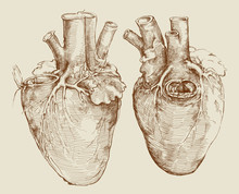 Heart. Based On Drawing Of Leonardo Da Vinci