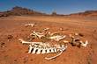 Animal bones in the desert