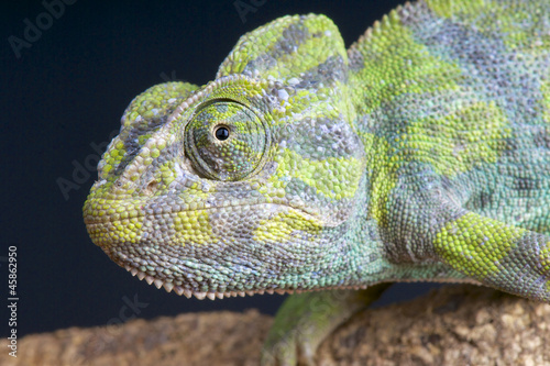 Fotoboard na płycie Wspólny kameleon / chamaeleo chamaeleon