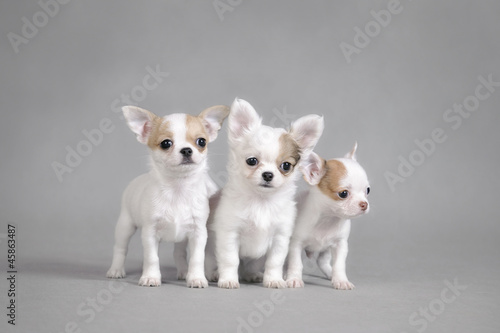 Obraz na płótnie canvas dwuczęściowy "dyptyk" Portret chihuahua szczenięta