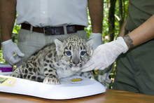 Weighting A Snow Leopard Cub (Uncia Uncia) In A Zoo