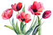 Colorful illustration of red tulips flowers