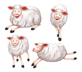 sheeps