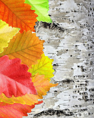 Wall Mural - Autumn Leaves over wooden background