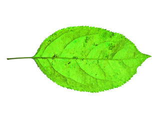 Wall Mural - autumn  leaf  on white background