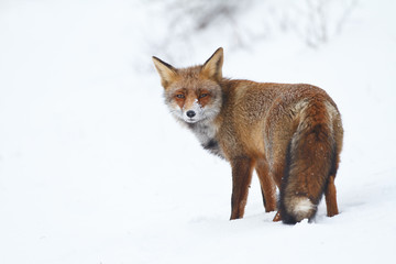 Poster - red fox in the snow