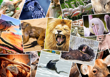 Different Animals Collage