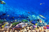 Fototapeta  - Coral and fish in the Red Sea.Egypt