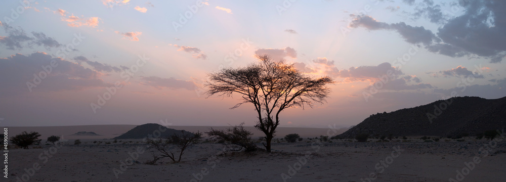 Tree in the Sahara desert, sunset - obrazy, fototapety, plakaty 