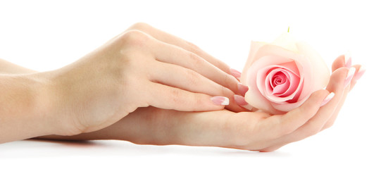 Wall Mural - Beautiful woman hands with rose, isolated on white