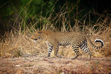 Wall Mural - leopard portrait