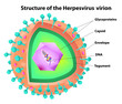 Herpes virus structure