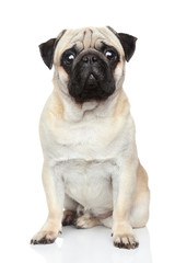 Canvas Print - Pug dog on white background