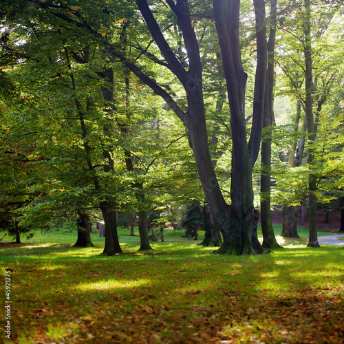 Naklejka na drzwi Sunlight in park with trees and green grass