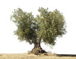 Olive tree white isolated