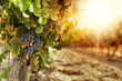 canvas print picture - Vineyards at sunset
