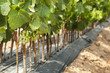 Young Vineyards in rows.