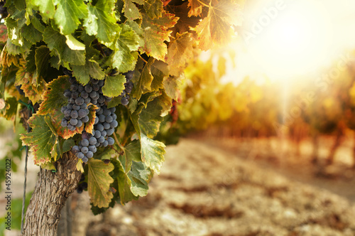 Fototapeta do kuchni Vineyards at sunset