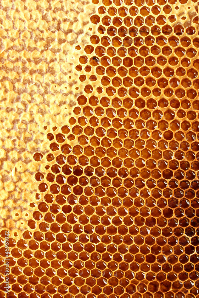 yellow beautiful honeycomb with honey, background