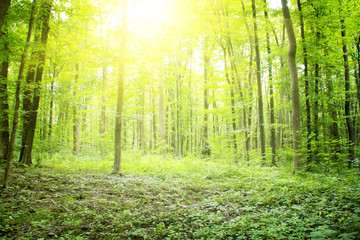 Canvas Print - Forest