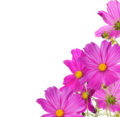 Wall Mural - large pink flowers corner isolated on white