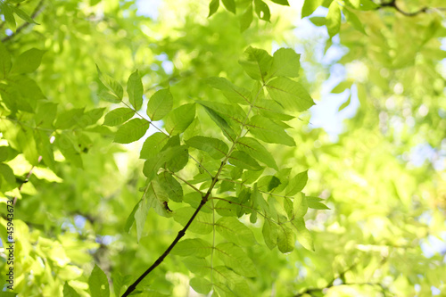 Fototapeta do kuchni Esche - Blätterhimmel